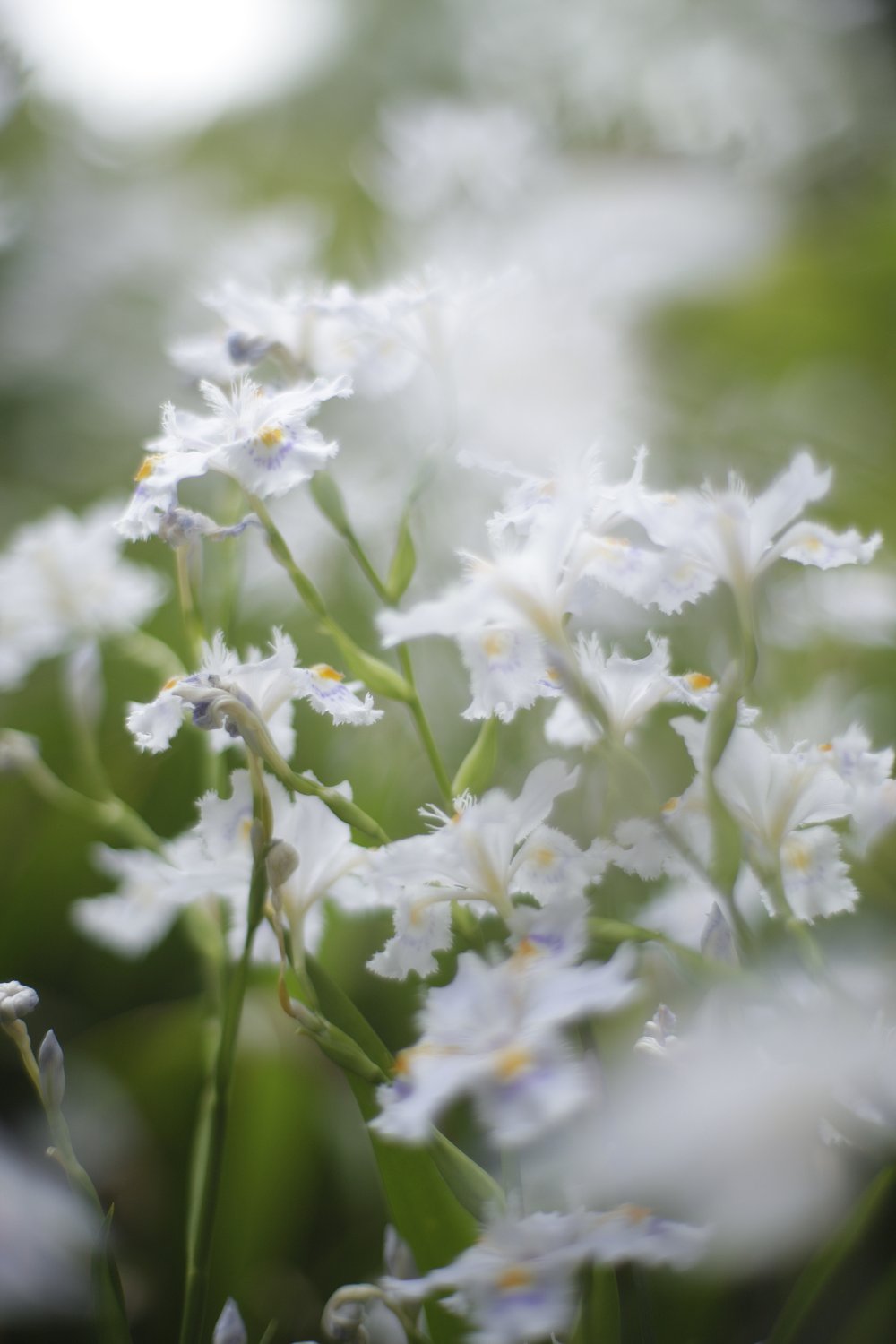 シャガーるの花
