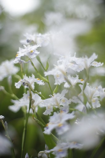 シャガーるの花