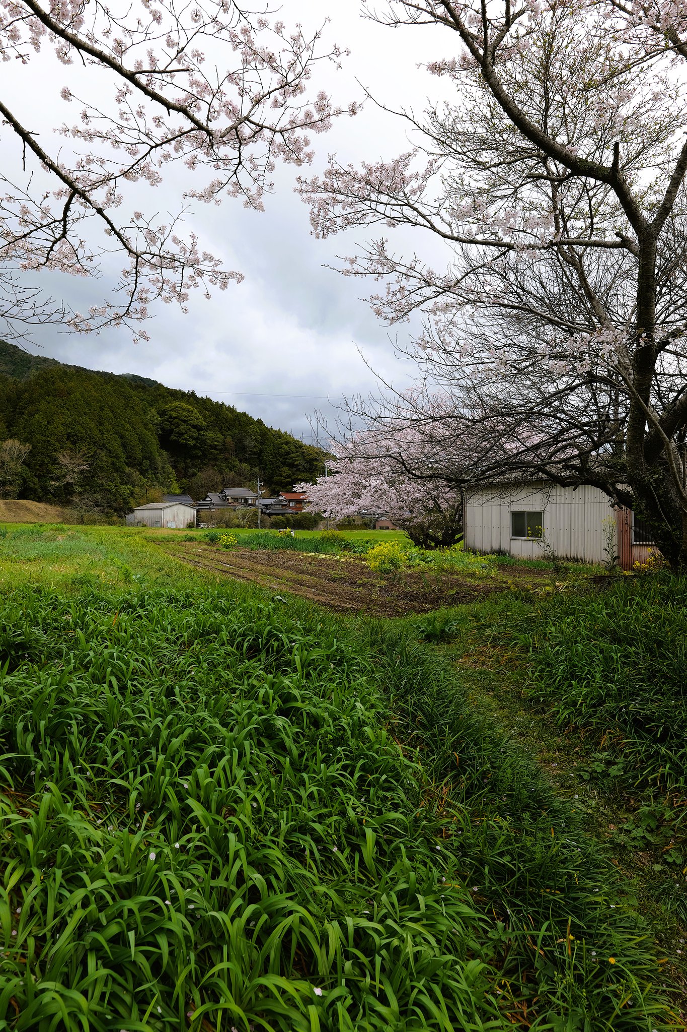 里山の春