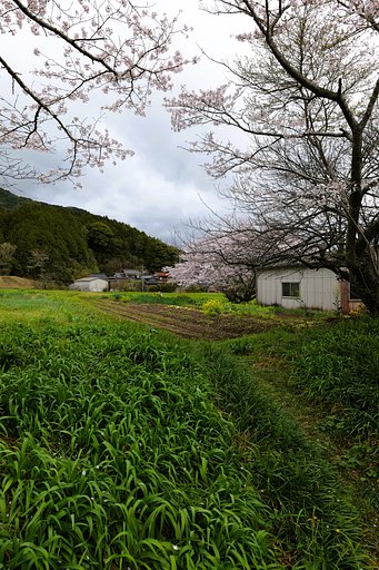 里山の春