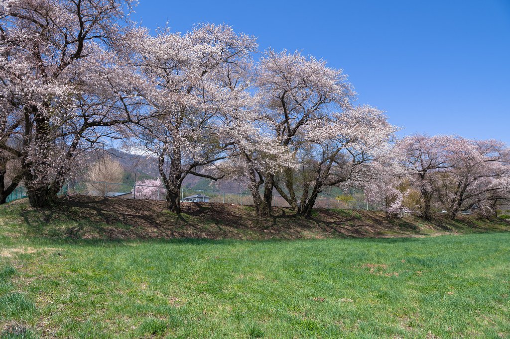 お花見、セカンドシーズン