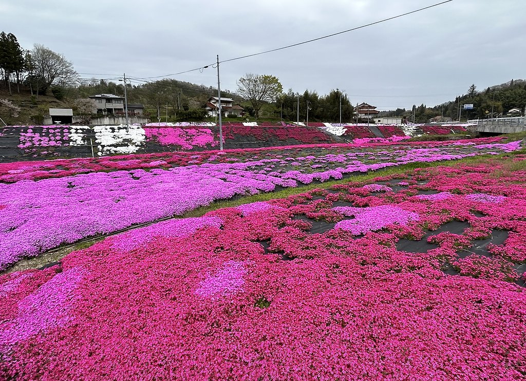 芝桜−１