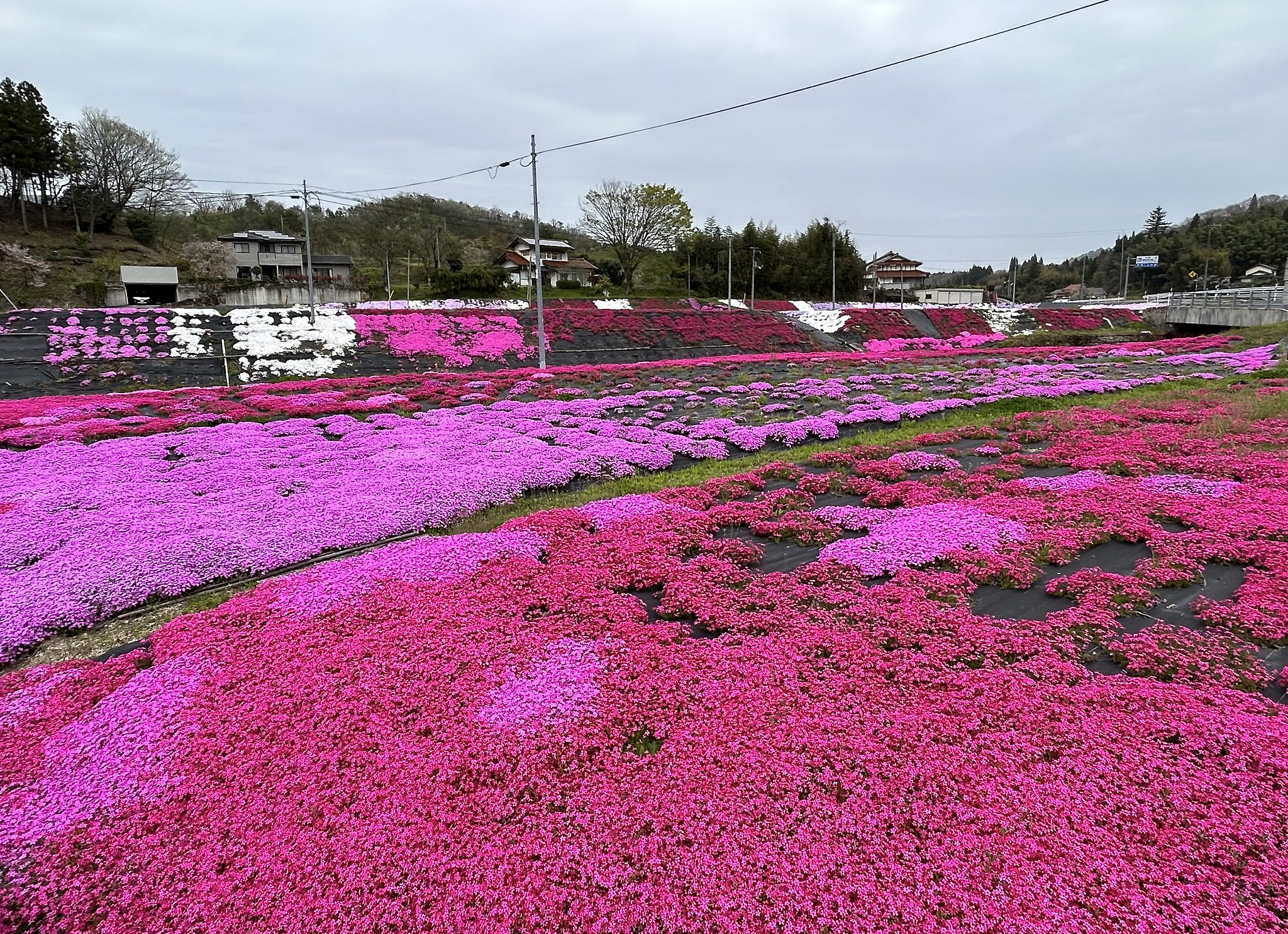 芝桜−１