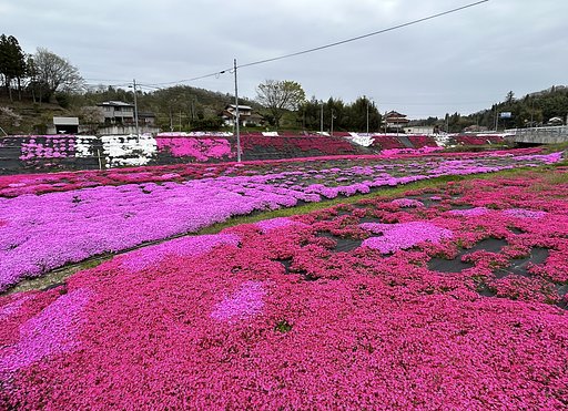 芝桜−１