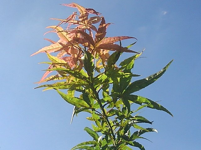 庭のモミジ×秋の晴れ空
