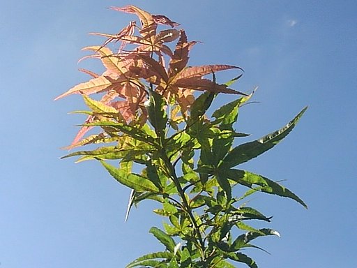 庭のモミジ×秋の晴れ空