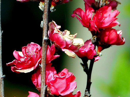赤い梅の花