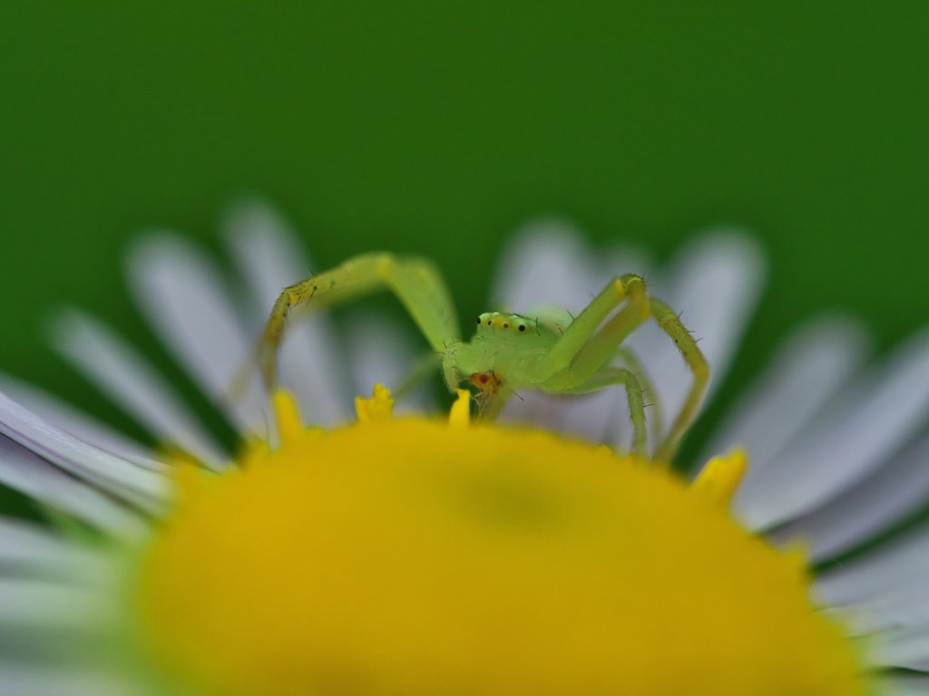 ハナグモ