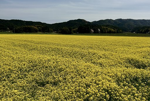 農村風景