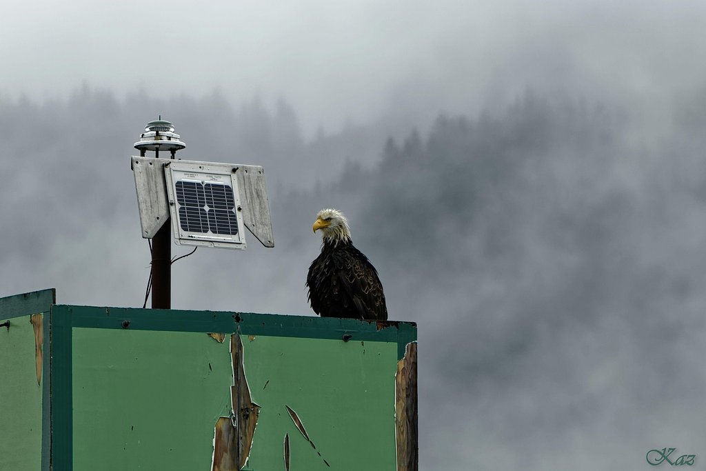 Bald Eagle
