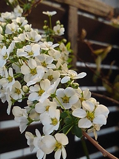 4月1日の写真