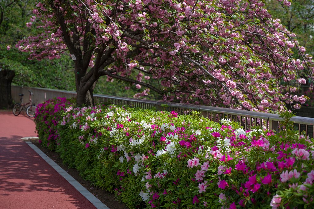 八重桜とさつき