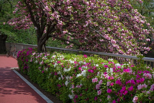 八重桜とさつき