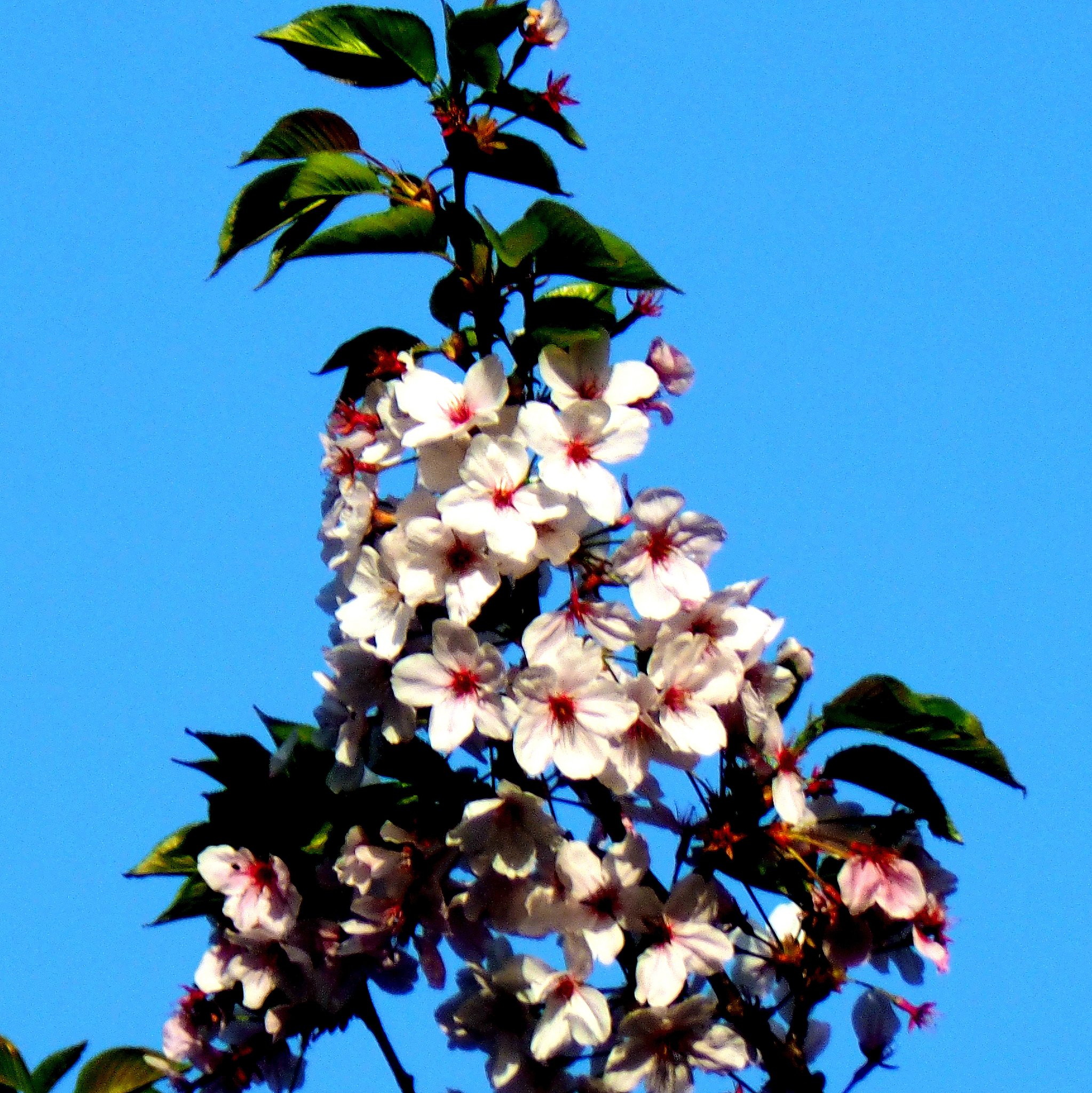 【光】朝日を浴びる山桜