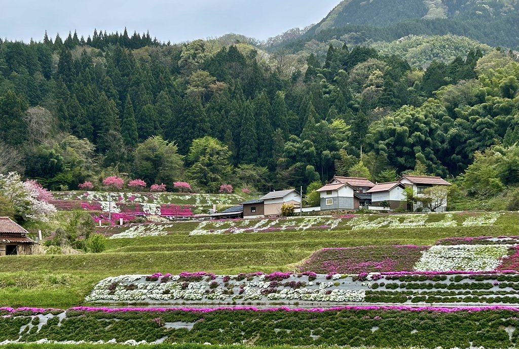 芝桜−２