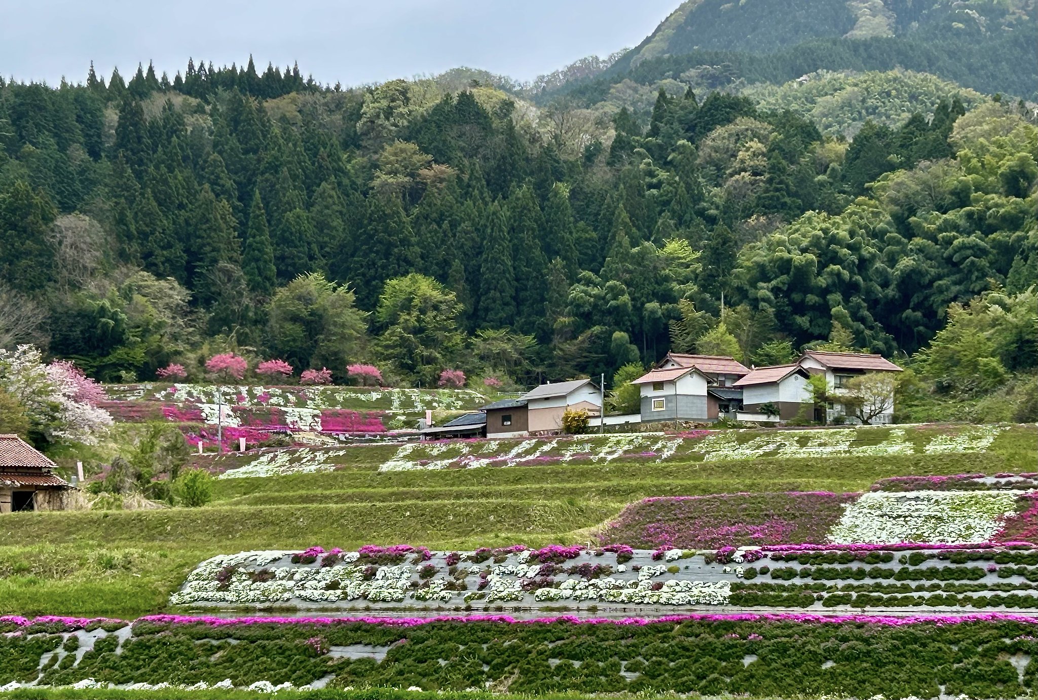 芝桜−２