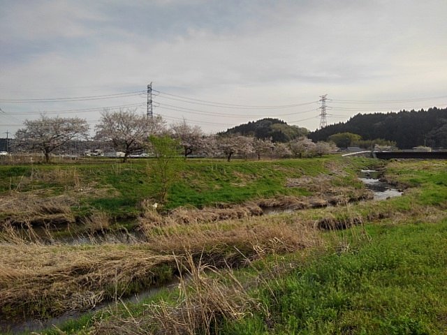 緑の多い土手の桜