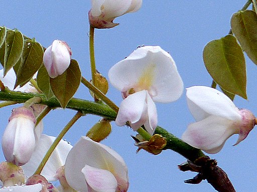 【光】白いフジの花　UP