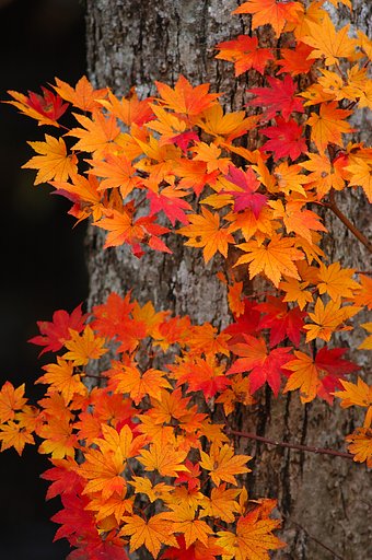 照葉狭の紅葉（３）