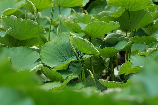 6月10日の写真