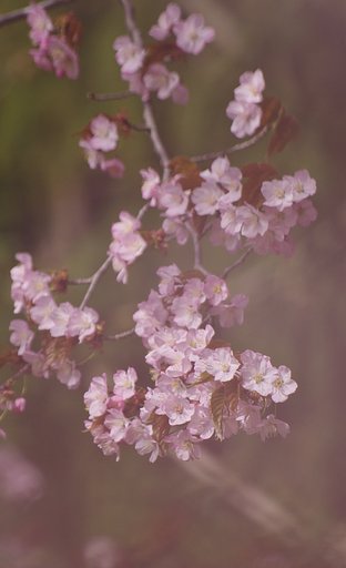 札幌の桜