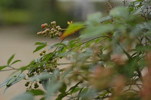 【50】<?!>しずく