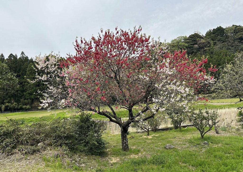 桃の花