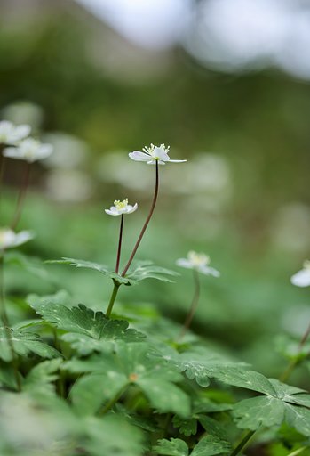 ふたりは二輪草
