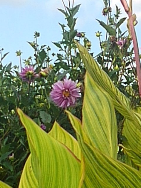 奥に見える赤紫の花