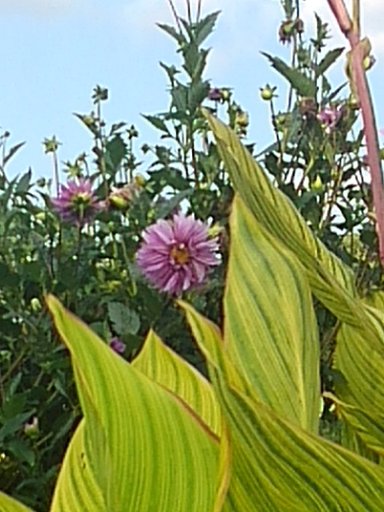 奥に見える赤紫の花