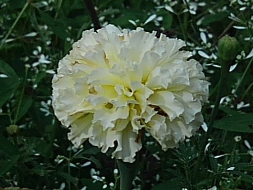 レモン色の花