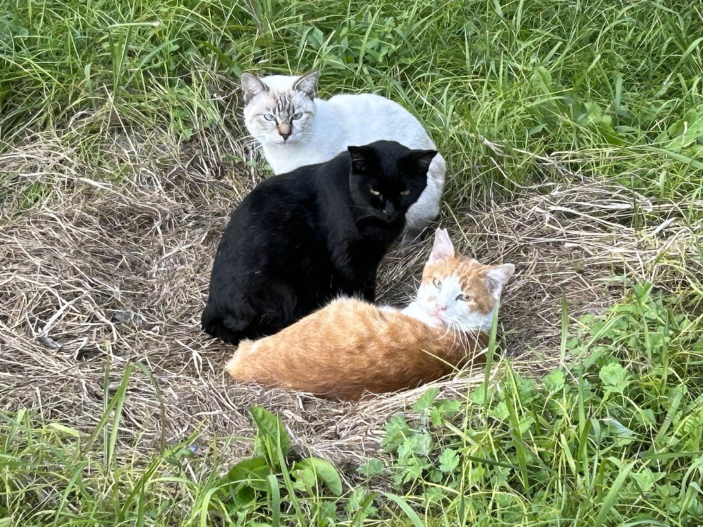 野良猫