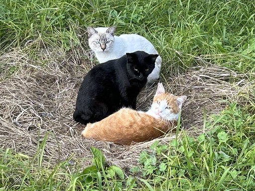 野良猫