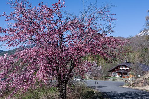 最後の桜
