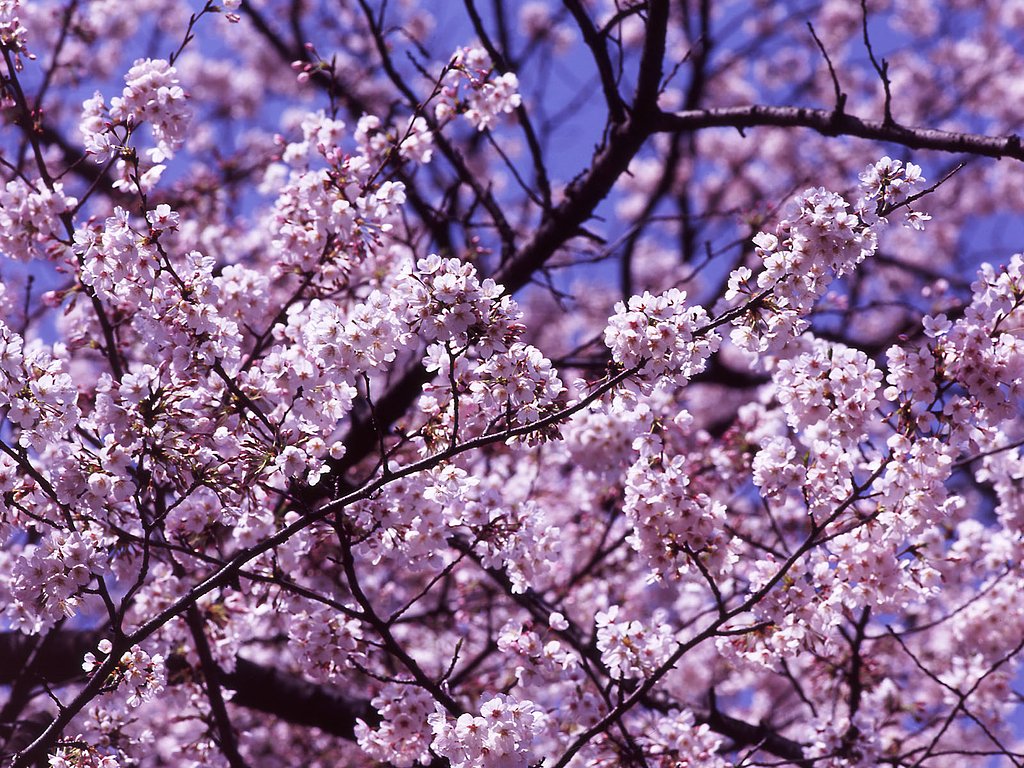春の一時の夢景色を、思い返してみました。
