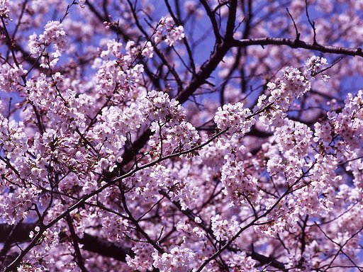 春の一時の夢景色を、思い返してみました。