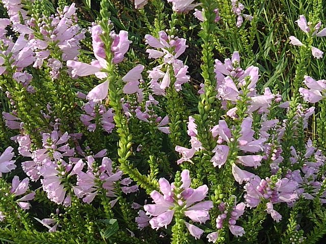 公園の花壇の小さいピンクの花