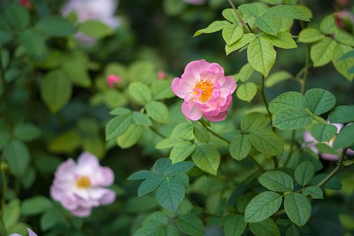 優しい薔薇