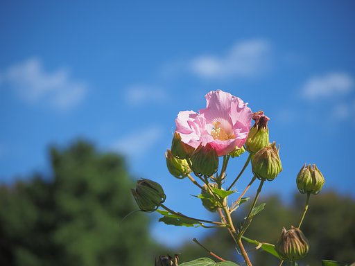 夏のなごり？