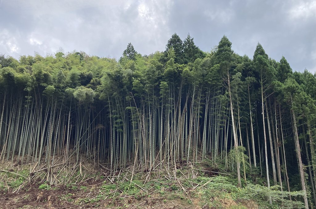 竹藪