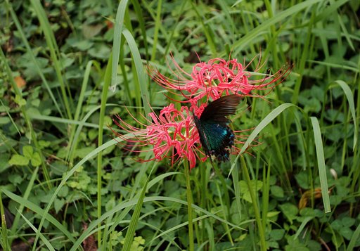 ミヤマカラスアゲハ