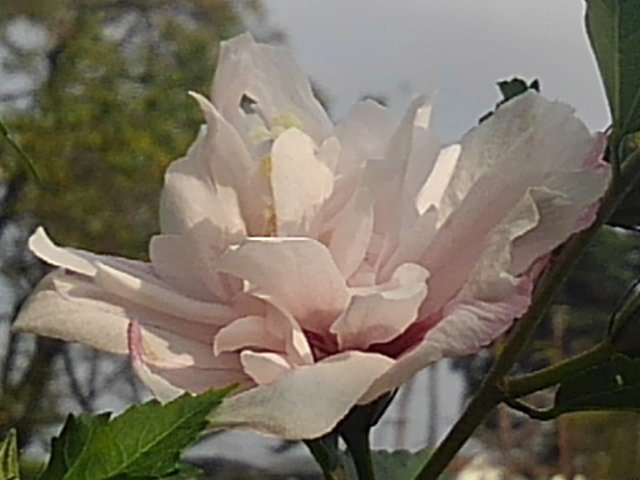 ドレスのようなピンクの花