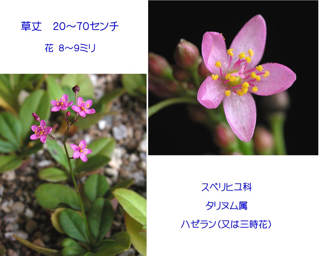 小さな花