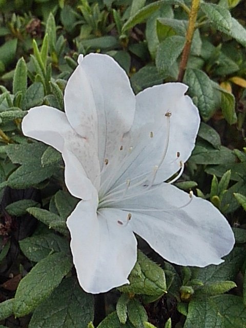 秋に咲く白いツツジの花