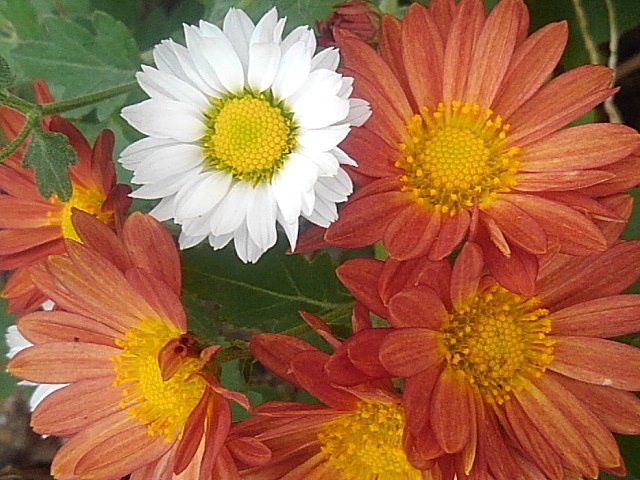 庭の小菊～赤と白