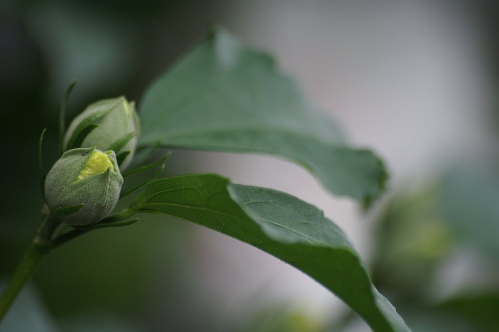 SIGMA APO 70-300mm F4-F5.6 DG MACRO