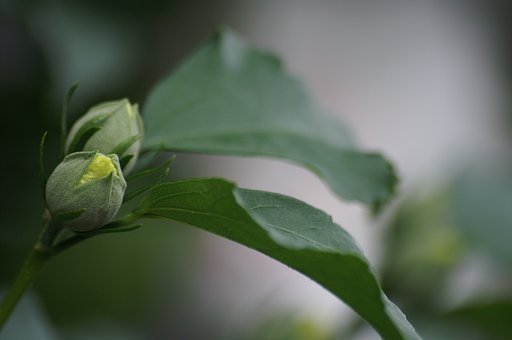 SIGMA APO 70-300mm F4-F5.6 DG MACRO