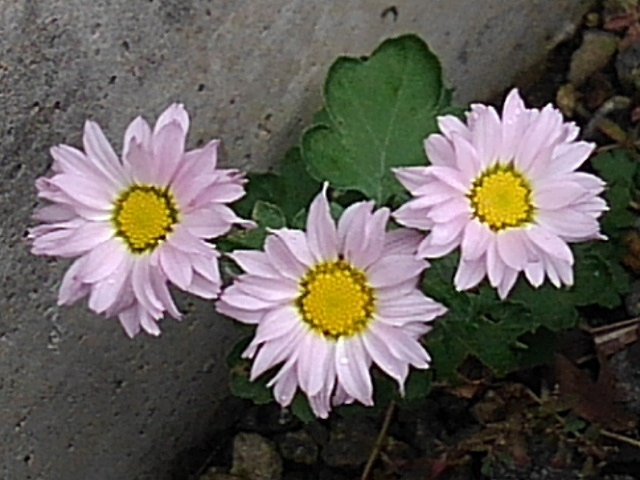 チビ菊