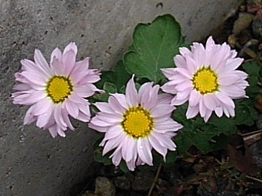 チビ菊