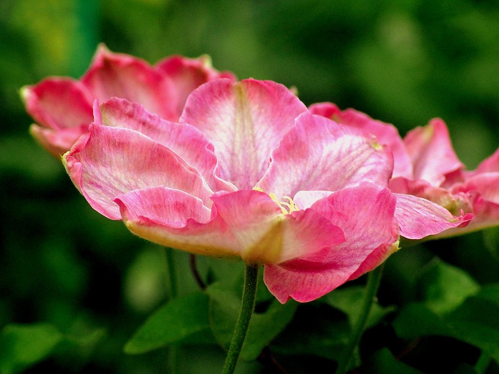 Tamron 90mmF2.8 macro(127E)+Adapter